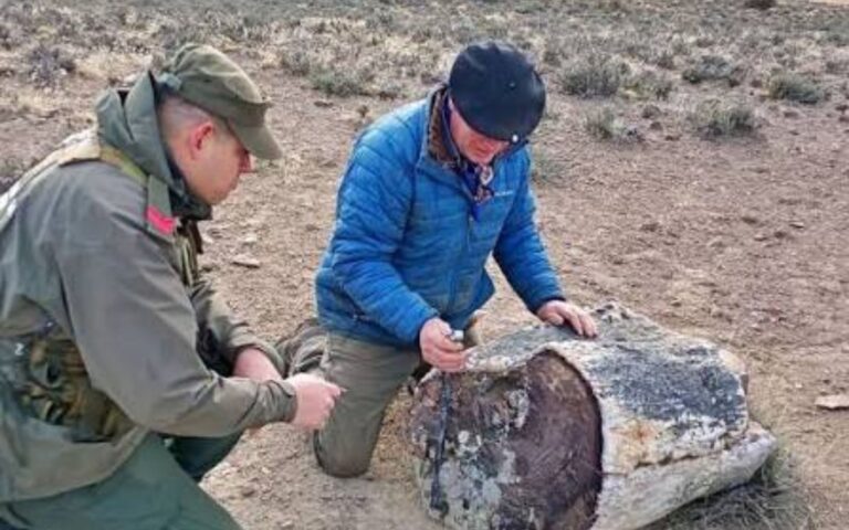 Se descubrió un bosque de 50 millones de años.
